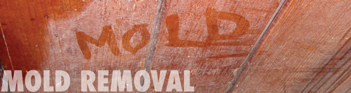 Basement Systems USA are the mold removal experts!