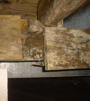 Extensive basement rot found in West Chester by Basement Systems USA