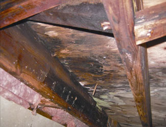 mold and rot in a Baltimore crawl space