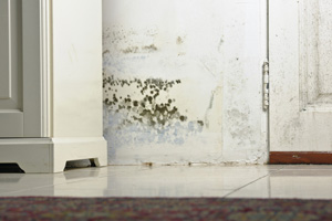 Mold testing and inspection services from Philadelphia's experts