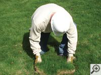 Restoring the landscaping by replacing removed sod